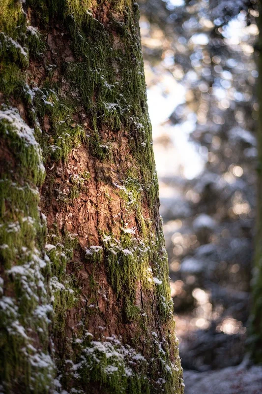류마티스 발병률 연구가 말하는 디카페인의 그림자 철분 흡수 방해와 연관성