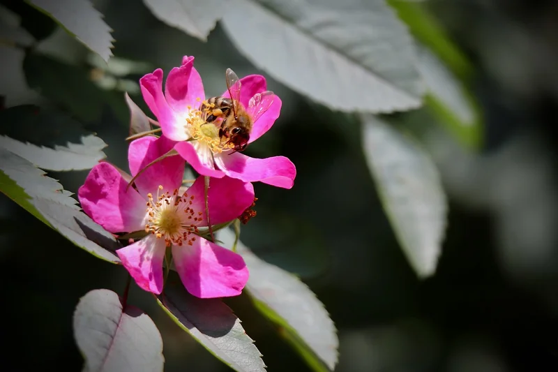 물 마셔도 목마르다 디카페인의 미묘한 이뇨 작용과 불완전한 수분 공급