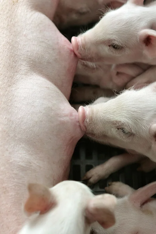 이젠 뭘 마셔야 하나 디카페인도 안 맞는 당신의 습관적 갈망과 대안