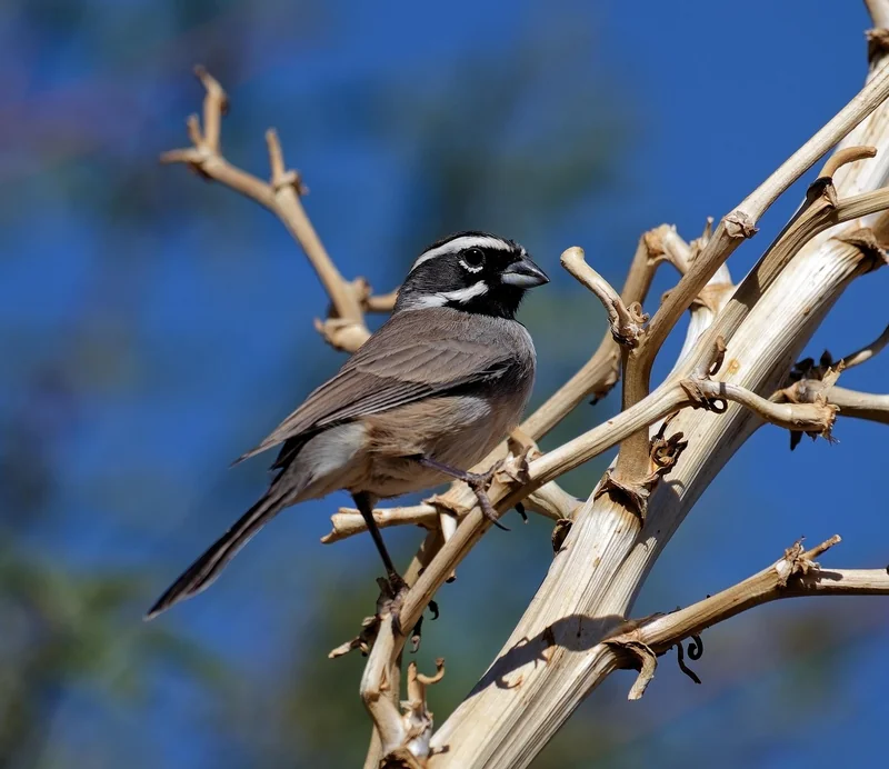 잦은 트림과 목의 붓기 디카페인 커피가 악화시킨 위식도 괄약근 이완 증상